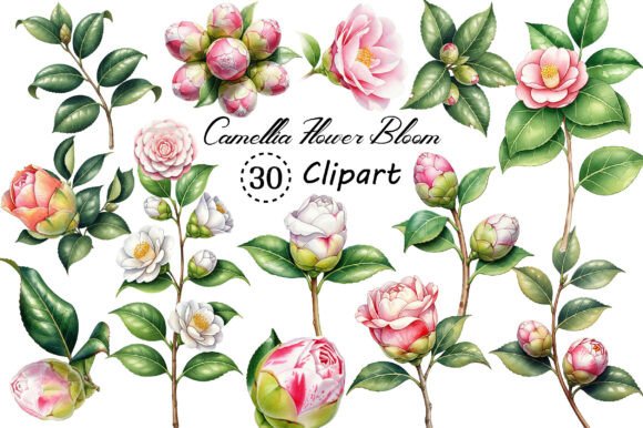 Camellia Flower Bloom PNG Clipart